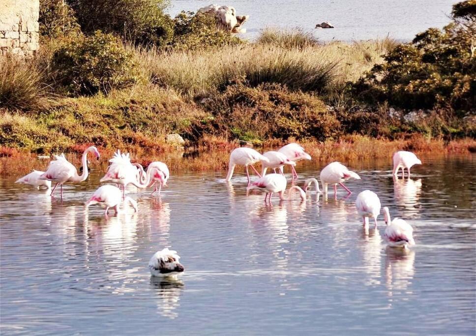 Sardegna, House Of Flamingos Appartamento Olbia